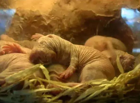 自愈能力最强的哺乳动物,唯一不会得癌症的哺乳动物