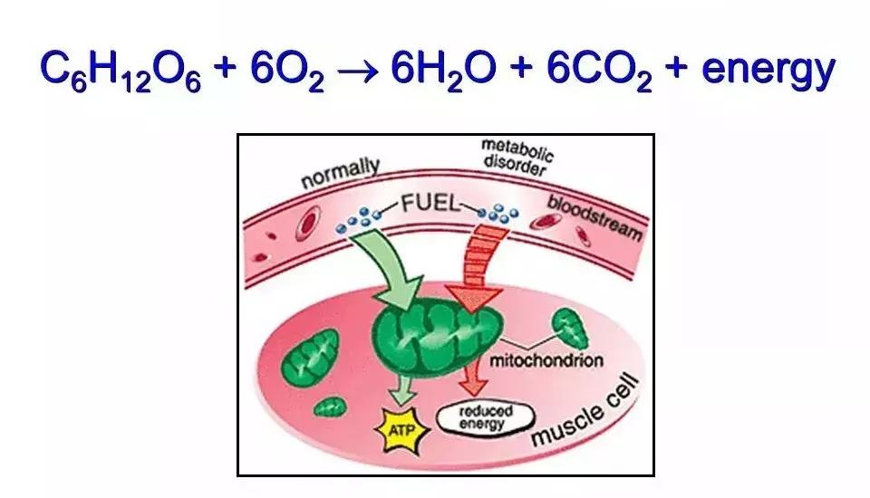 自愈能力最强的哺乳动物,唯一不会得癌症的哺乳动物