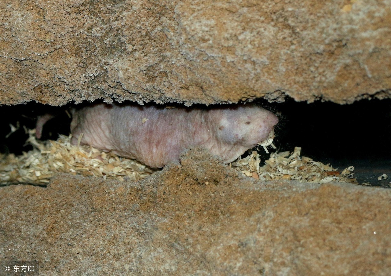 自愈能力最强的哺乳动物,唯一不会得癌症的哺乳动物