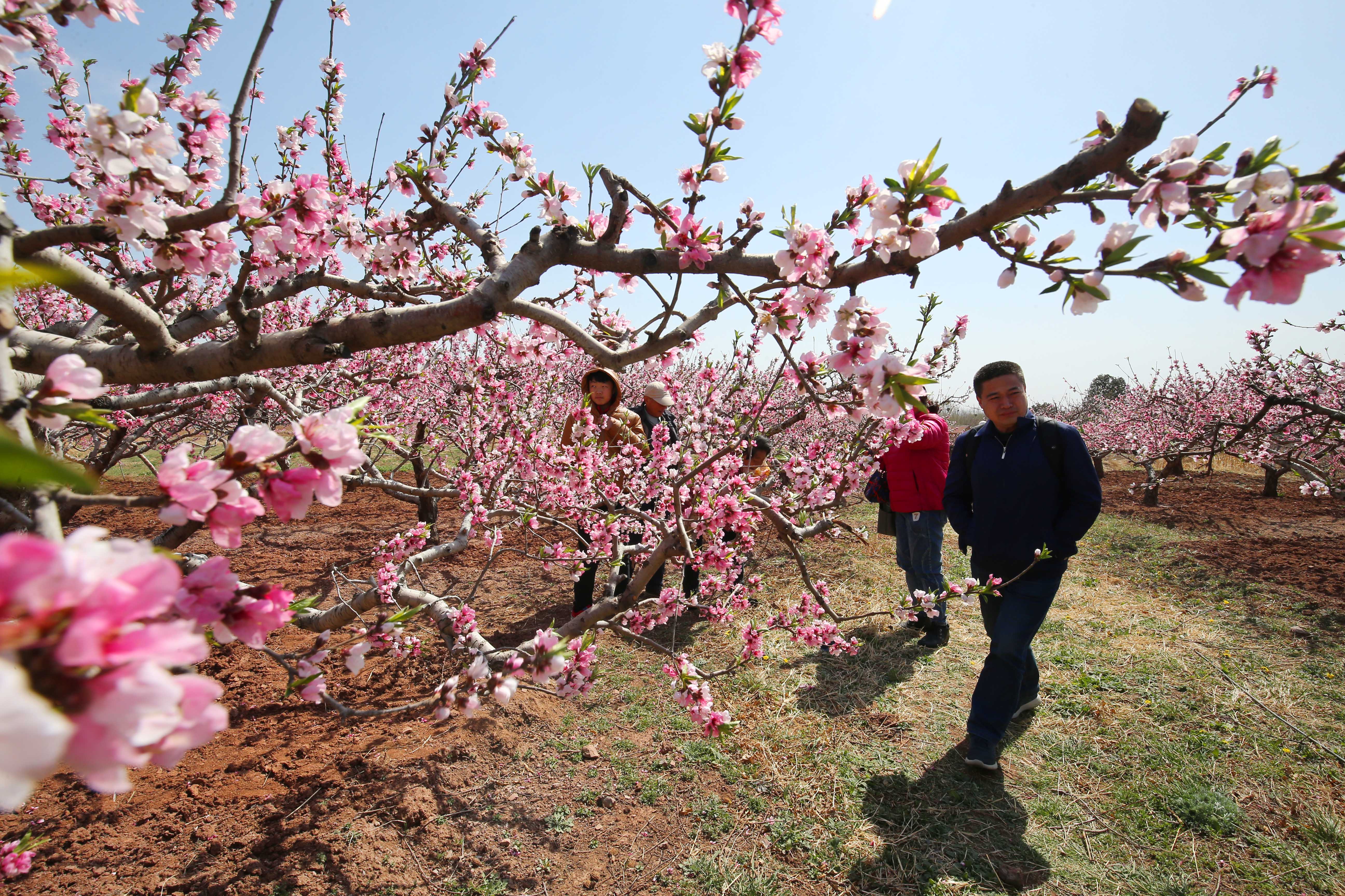 安丘举办盛大桃花节，景色迷人活动丰富多彩