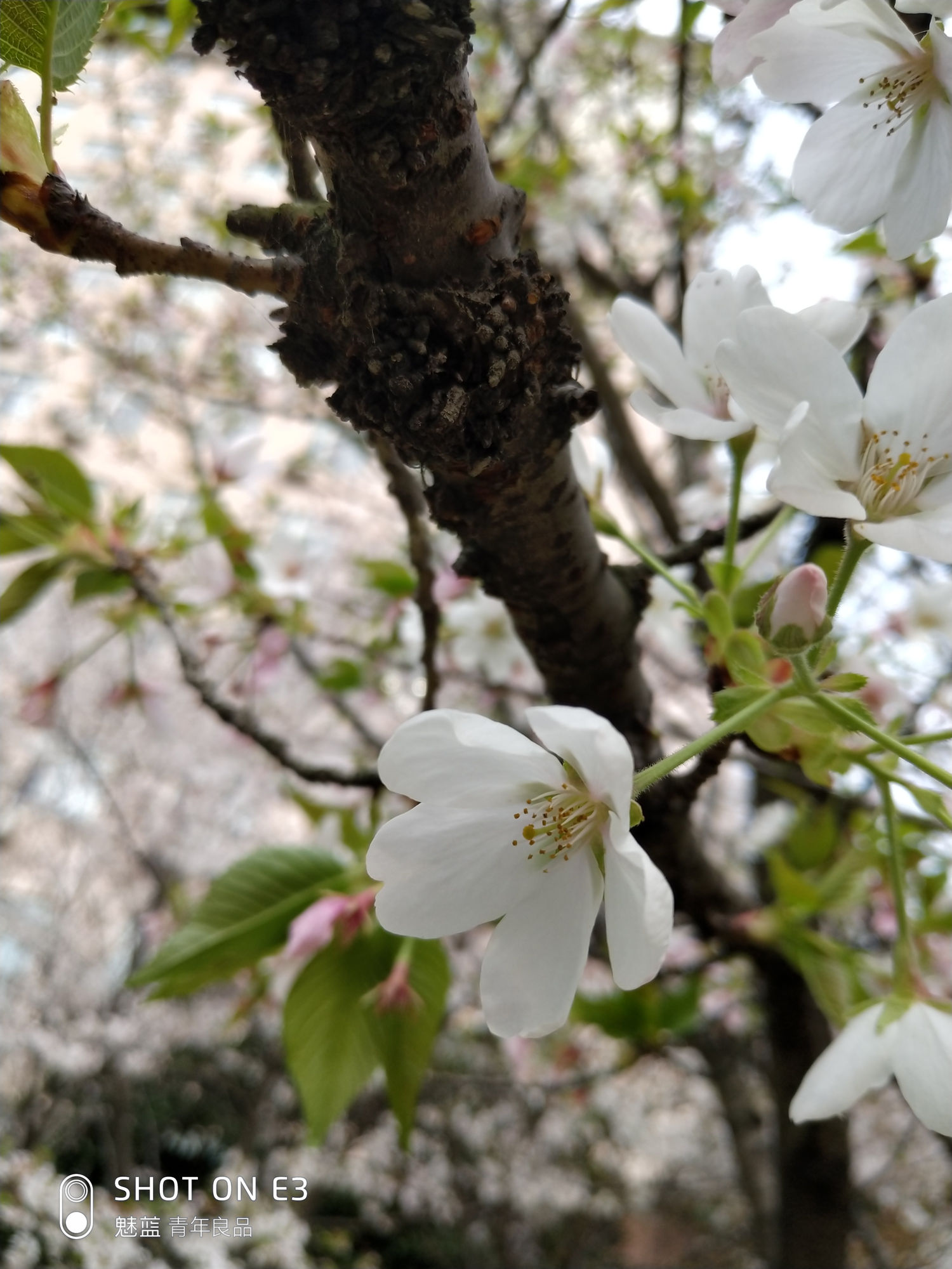魅蓝e3测评,魅蓝e3评测