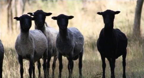 时尚高端珍珠扣丝巾高贵系法配饰,丝巾怎么系比较好看而且简单方便