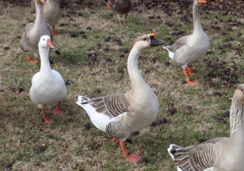 养肉鹅1000只利润和成本,500只肉鹅成本和利润