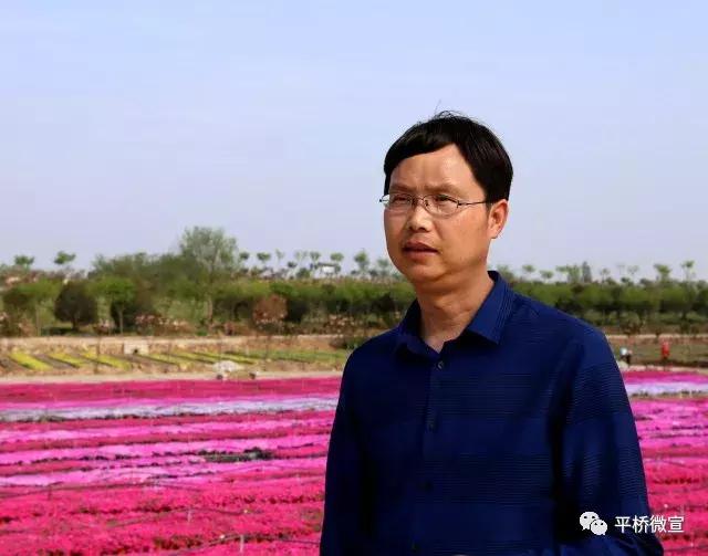 平桥美丽乡村,平桥区漂亮乡村