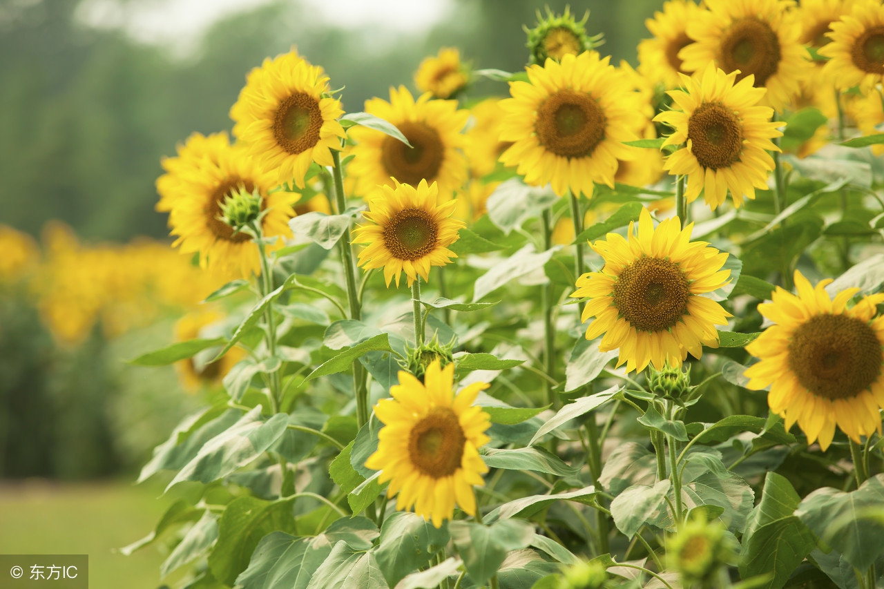 十首励志古诗,最经典的励志古诗句及注解