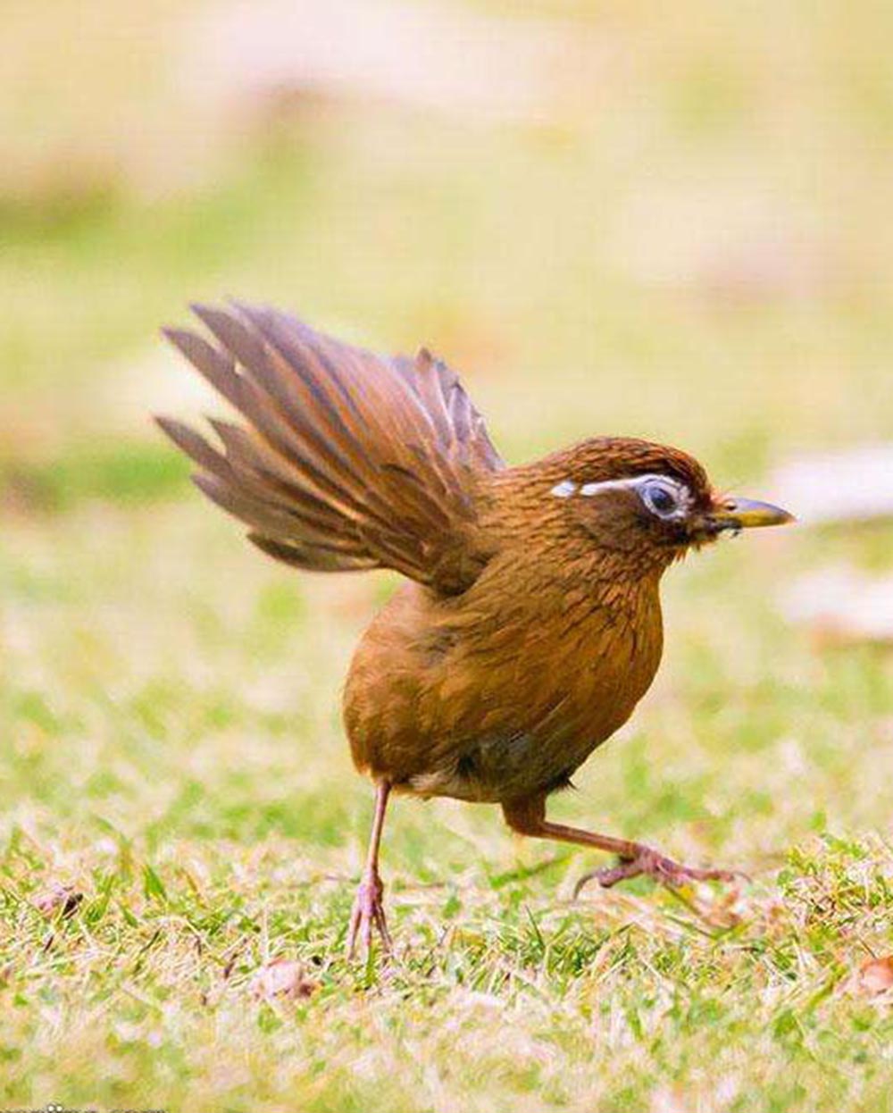 你都知道几个画眉鸟打斗的黄金要素呢？