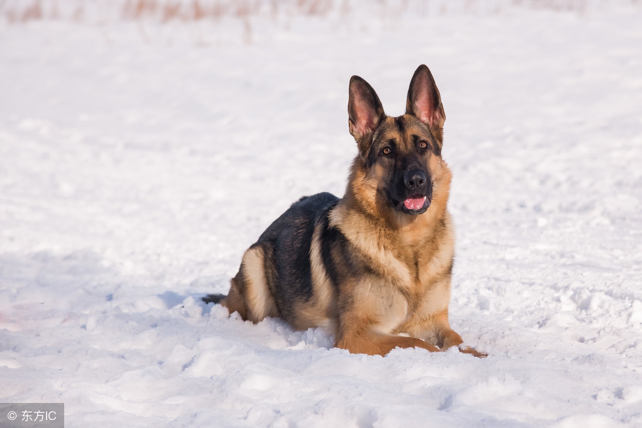 中小学生看故事学写作文——解决落笔困难症(七)如何写情实战篇