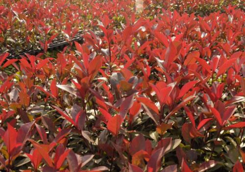 红叶石楠扦插基地,10月份可不可以扦插红叶石楠苗木