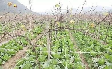 种植猕猴桃地可以套种吗,成林猕猴桃园最佳套种组合