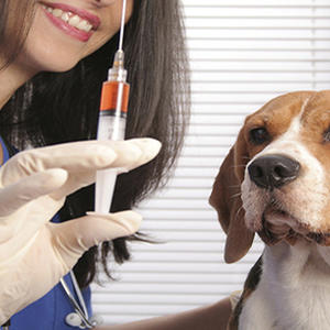 被动物舔舐伤口会得狂犬病吗,和宠物狗接吻会得狂犬病吗