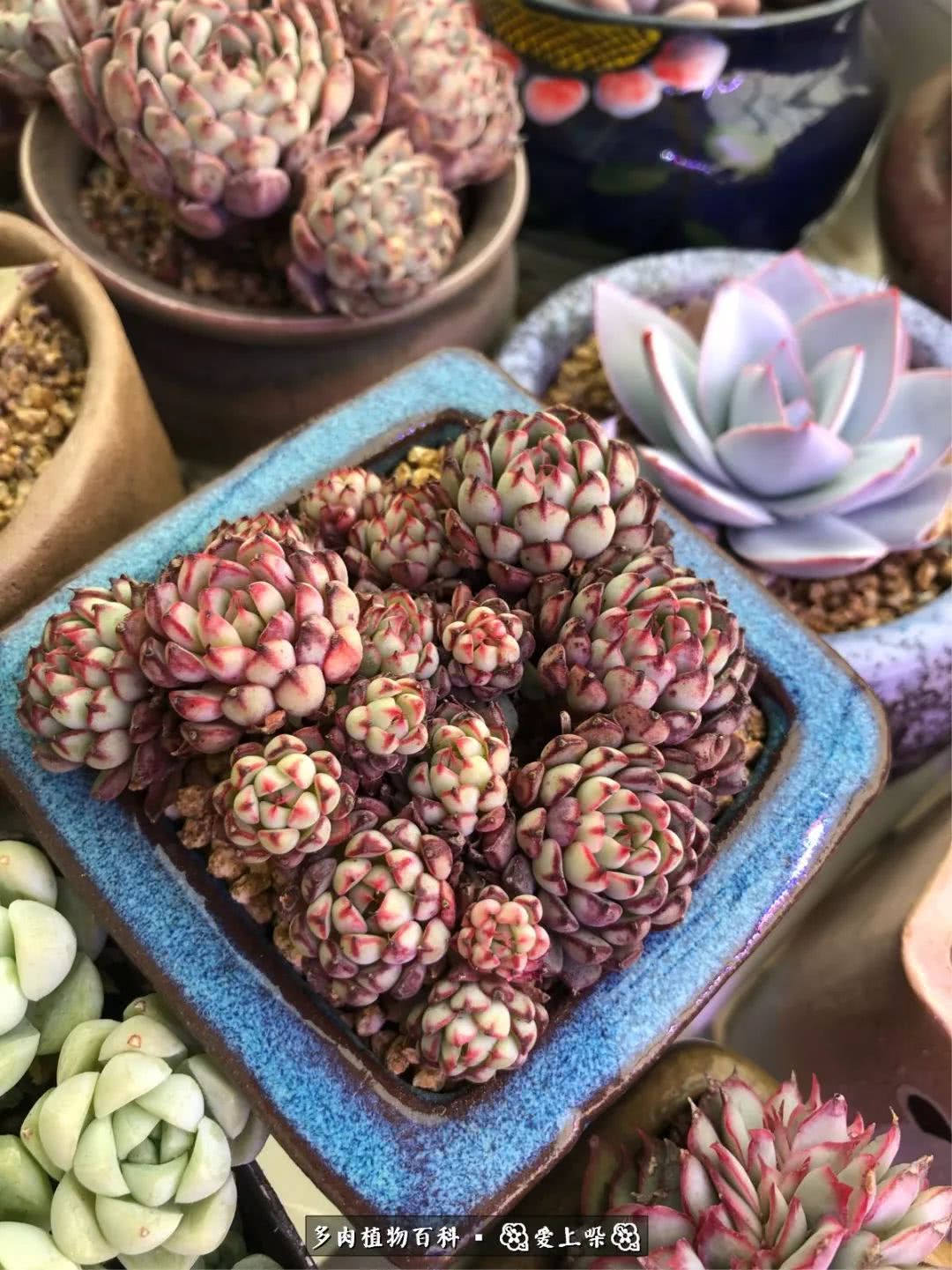 没阳光的多肉也如此迷人,不需要很多阳光的多肉