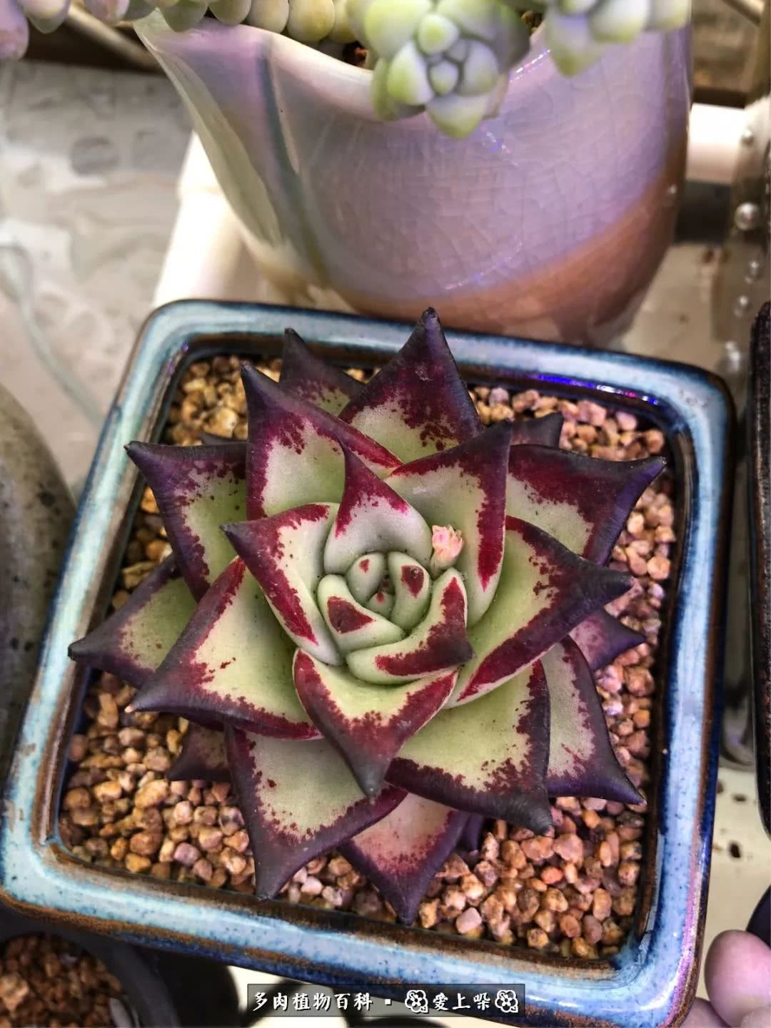 没阳光的多肉也如此迷人,不需要很多阳光的多肉