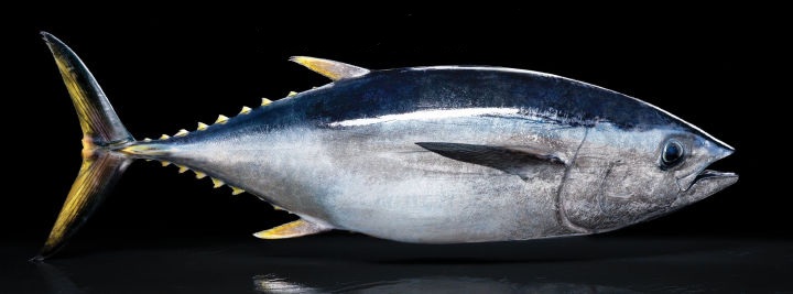 日本料理里经常点的鱼,日本料理最正宗的是什么鱼