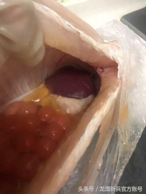 养了十年的龙鱼抱卵了,养了4年的龙鱼还能活多久