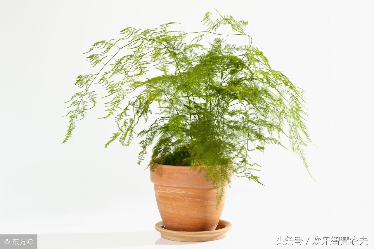 盆栽植物死了怎么救活,盆栽花怎么老死是什么原因