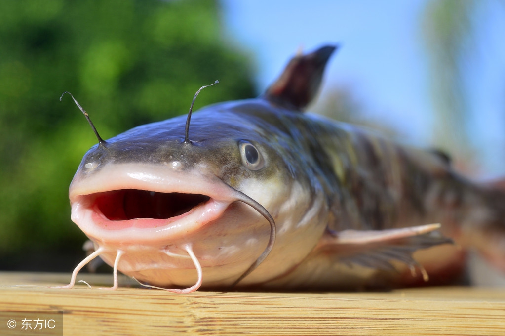 用什么钓昂刺鱼最好,钓昂刺鱼高手