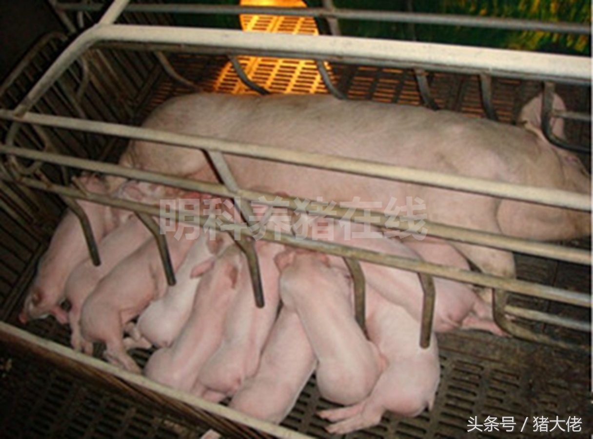 仔猪脂肪性腹泻最佳治疗方法,肝源性腹泻如何与一般性腹泻鉴别