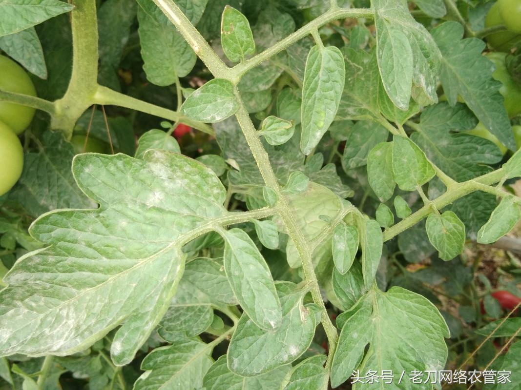 番茄白粉病能吃么,白番茄粉功效与作用