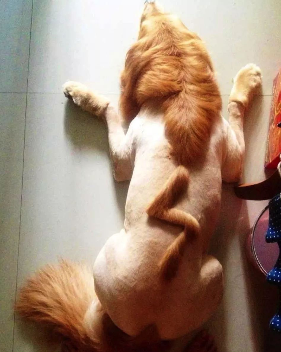 给狗狗剃毛剃成很奇怪的样子,狗狗剃了毛照镜子