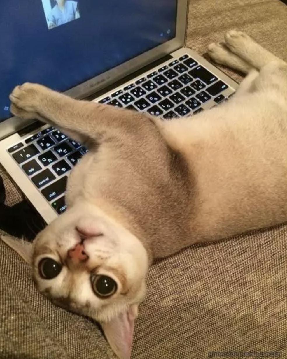 我的猫得了网瘾，还有救吗？（安利六个适合给猫玩的游戏app!）