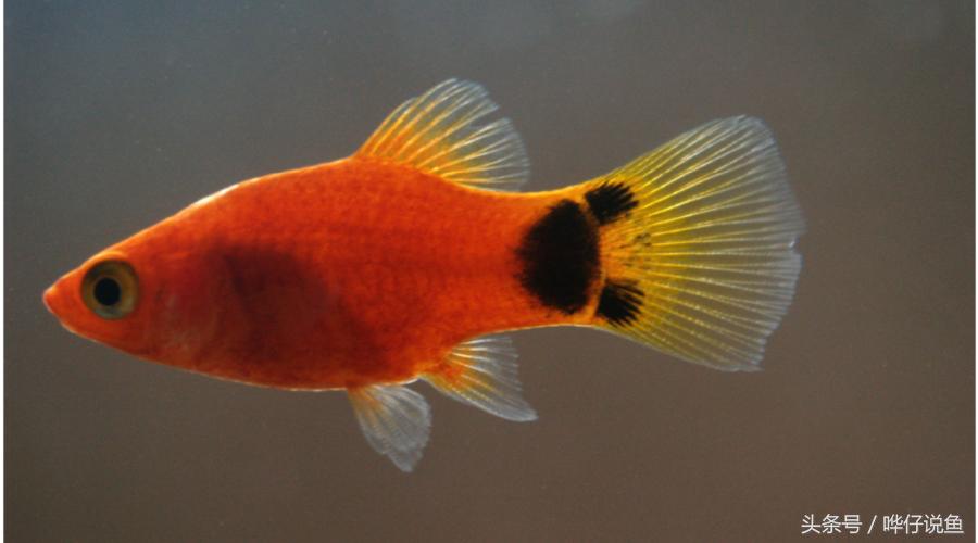 养鱼如何不死,养鱼不死鱼先学会鱼缸消毒