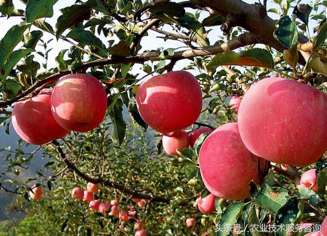 十种紧缺果树排名,果树病害分类