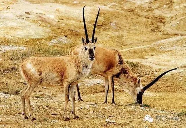 爱吃羊肉,爱吃串,那就看看这60种不同品种的羊长什么样子吧!