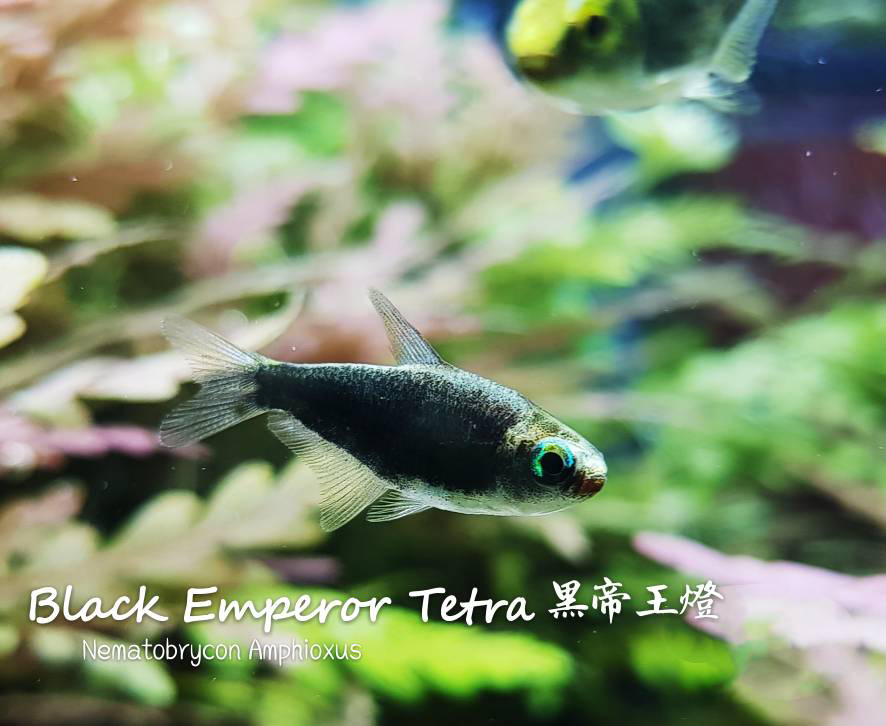 各种小型热带鱼图片大全及名字,41种热带鱼