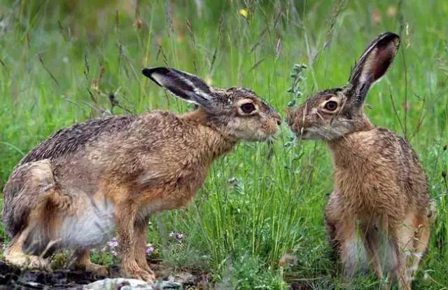 农村创业有什么生意比较好做见效,利润很吓人10个冷门创业项目农村