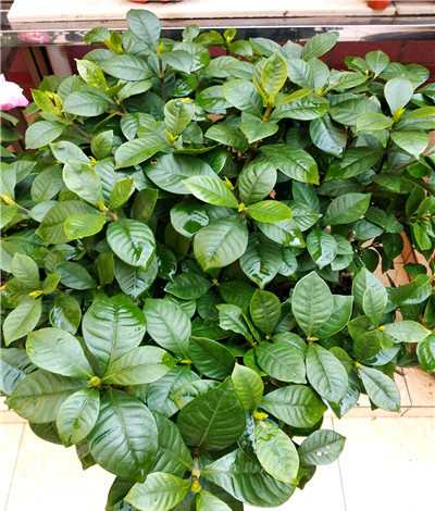 栀子花叶子发黄倒营养液可以吗,栀子花叶子发黄浇点白醋可以吗