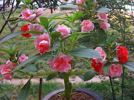 4月养凤仙花，与病魔虫子大战300回合