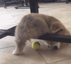 柯基大长腿和小短腿日常,别看柯基小小的脾气可不得了