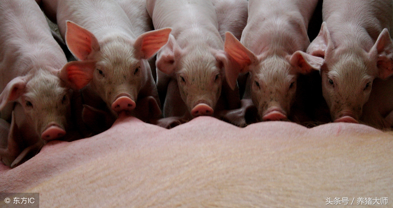 仔猪腹泻的原因及治疗方法,仔猪腹泻防治现状