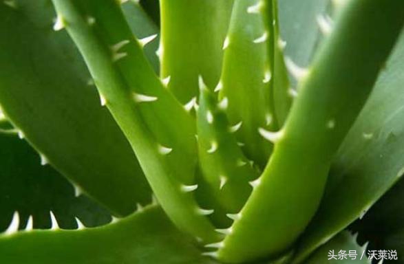 适合盆栽的药草,花园里的木本植物