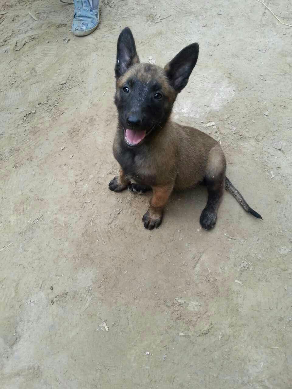 马犬犬瘟后腿发抖该怎么治疗,马犬幼犬发抖四肢无力出眼屎