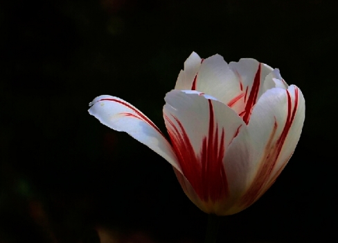 爱意满满郁金香,郁金香表达爱意文案