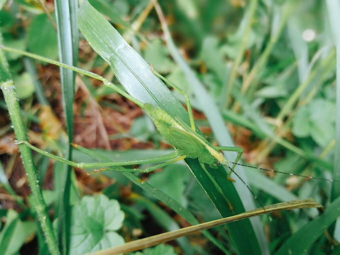 九溪虽小你却没用心体验过，别有一方风味
