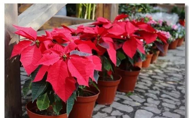 小孩手掌肿胀半夜疼严重,孩子有一只手背肿了