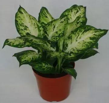 小孩手掌肿胀半夜疼严重,孩子有一只手背肿了