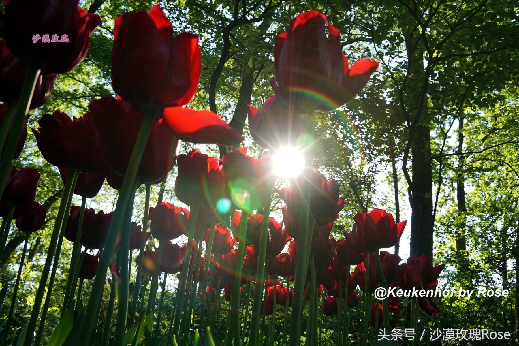 荷兰哪里可以看到郁金香花海,荷兰的郁金香花图