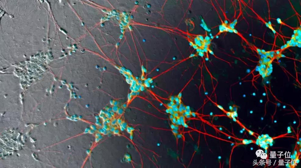 细胞生物学实验荧光标记,细胞免疫荧光