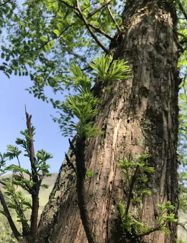 飞两千多公里,得到一座奇幻山林,一个温暖的家,一群有趣的人