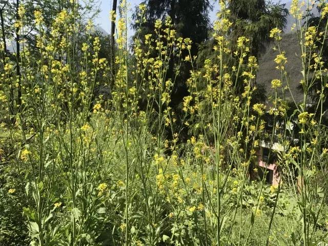 飞两千多公里,得到一座奇幻山林,一个温暖的家,一群有趣的人