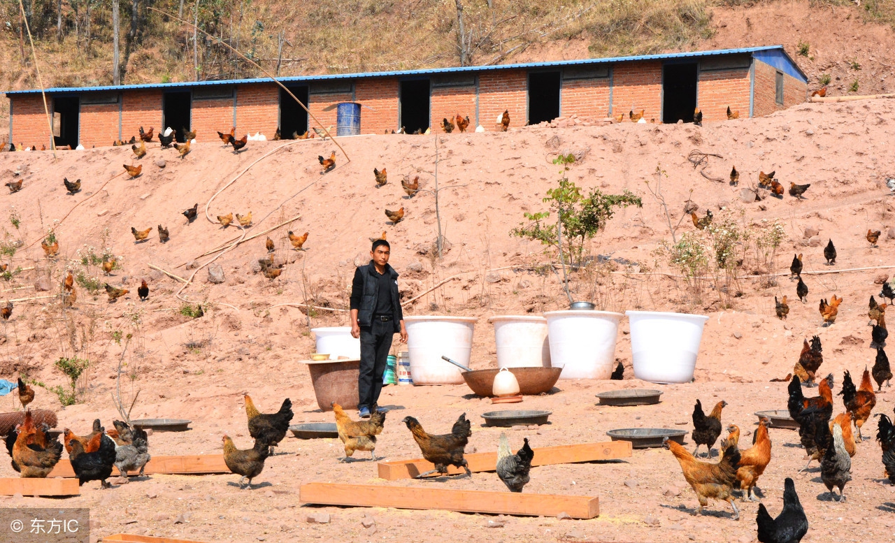 农村养殖鸡怎么销售,鸡贩子收购土鸡怎么销售