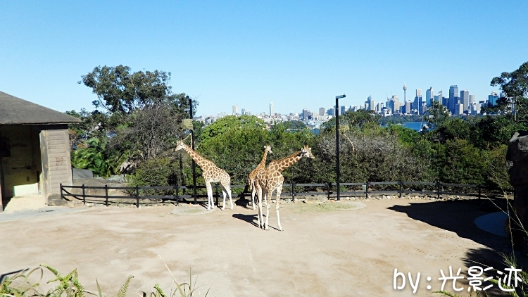 澳洲旅游必去动物园,澳洲动物园游记