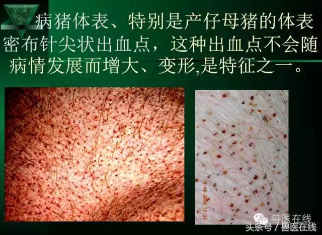 有图有真相——看猪病专家进行蓝耳病的现场诊断和详解！