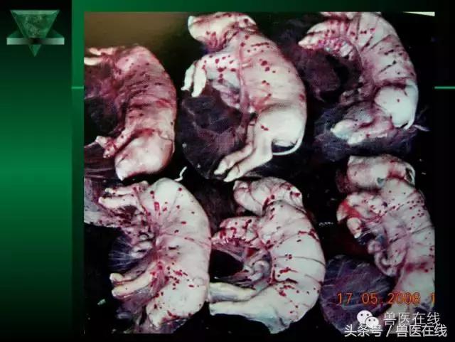 猪病兽医必看的蓝耳病现场诊断