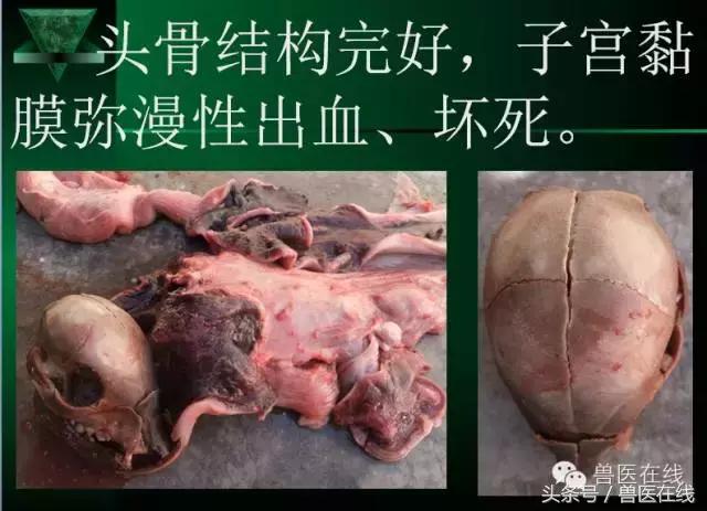 有图有真相——看猪病专家进行蓝耳病的现场诊断和详解！