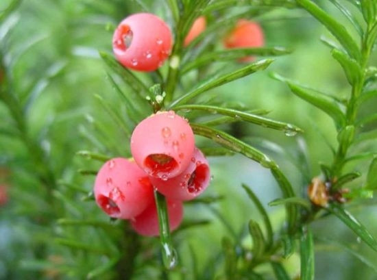 它被称为百果之王,最珍稀的黄金树