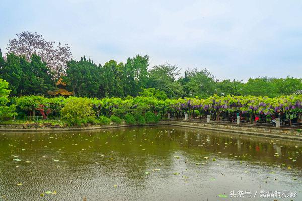 上海古藤园紫藤花是否开了,中国最大的紫藤园